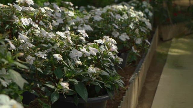 Serene Garden Path Lined with White Flowers