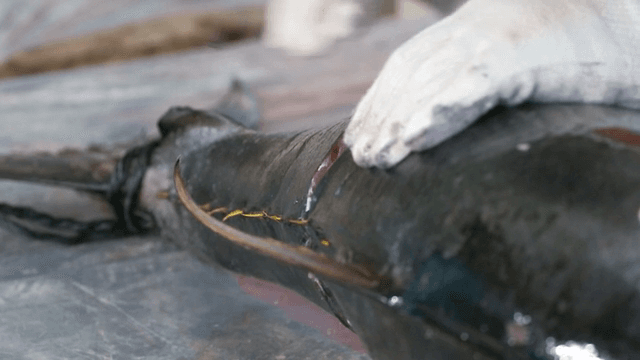 테이블 위에서 준비되는 생선