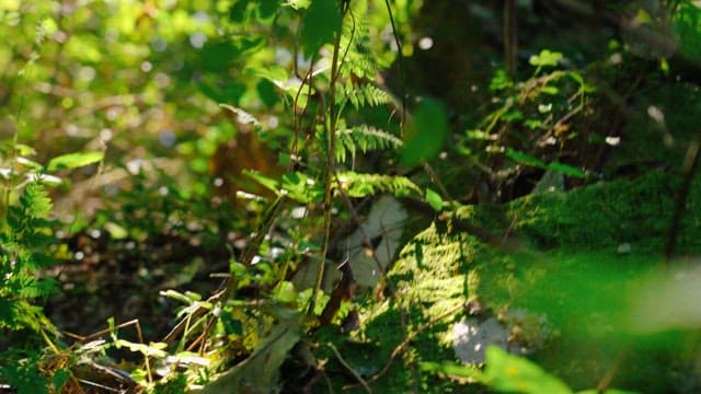 Sunlit forest floor with lush green foliage