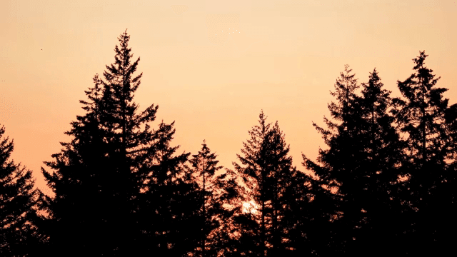 키 큰 소나무 뒤로 떠오르는 해