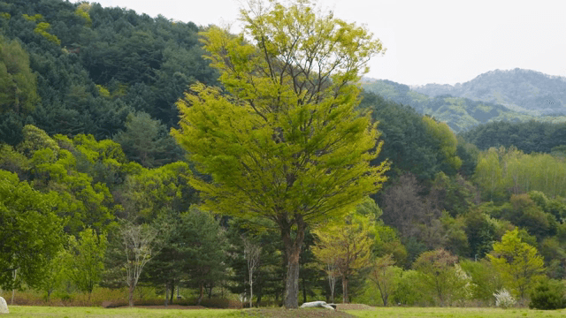 푸른 숲 속의 외로운 나무