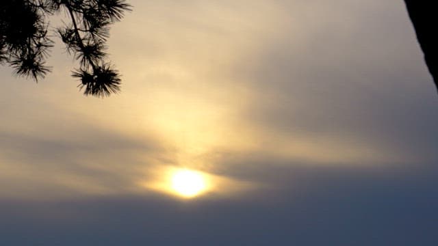 고요한 하늘에서 나뭇가지 너머로 지는 해