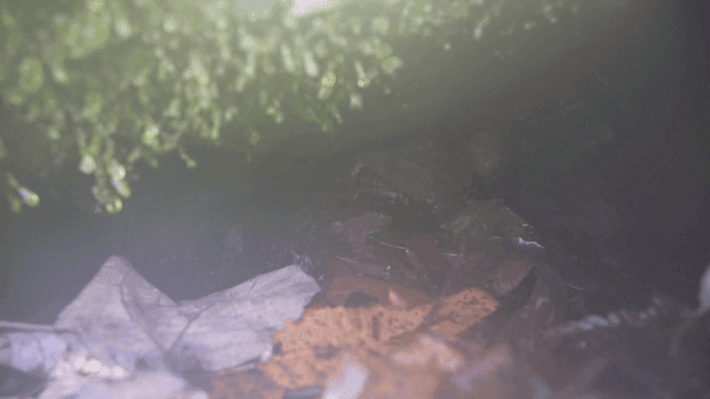 Moss-covered rocks with fallen leaves
