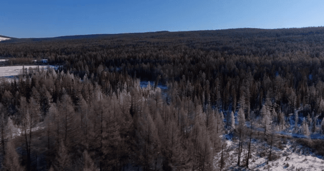 맑은 하늘 아래 눈 덮인 숲