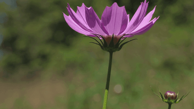 Fully bloomed pink cosmos flowers