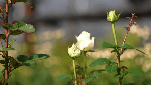 White roses blooming in garden