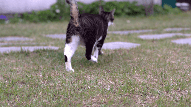 정원 잔디에 누워 있는 고양이