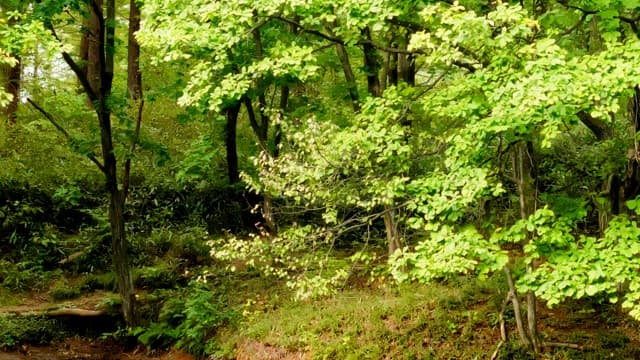 대낮의 푸르게 우거진 숲 풍경
