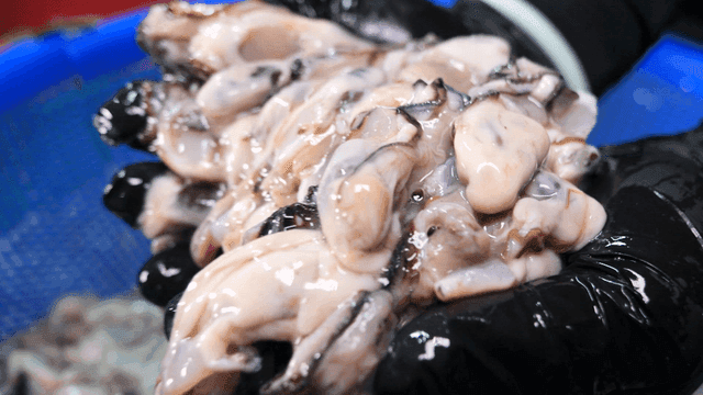 Handful of fresh oysters lifted from blue basket