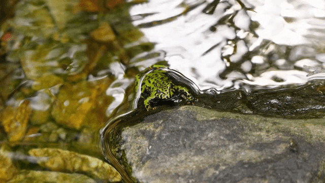 젖은 바위 위의 작은 녹색 개구리