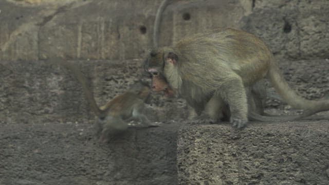 Monkeys Attacking Each Other in Stone Ruins