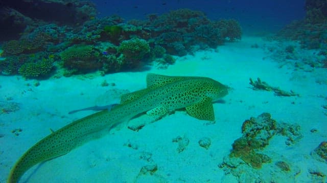 Leopard Shark Swimming by Coral Reef