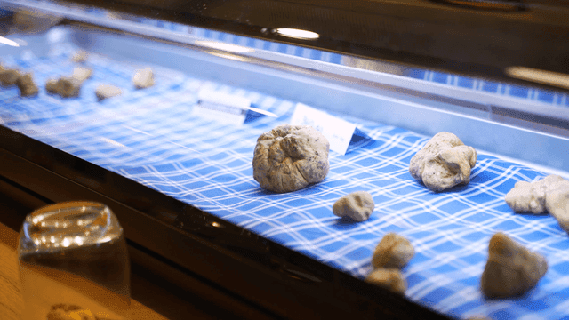 Truffle mushrooms displayed on checkered cloth