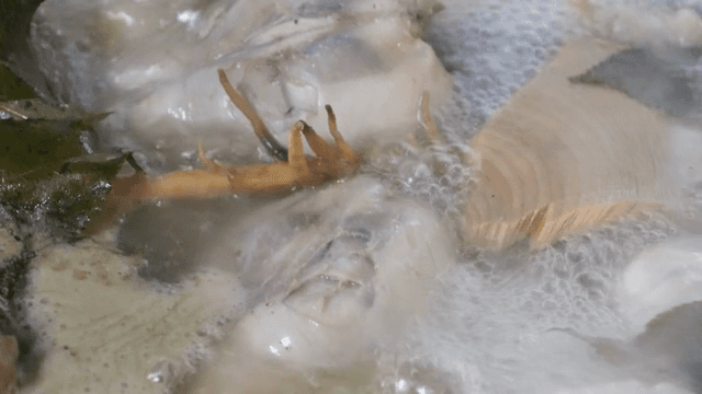 냄비에서 끓고있는 삼계탕