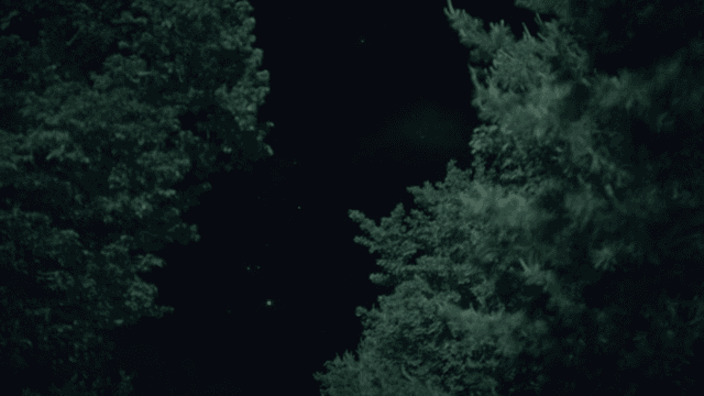 숲 나무 사이로 보이는 밤하늘