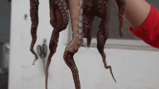 실내에서 잡은 신선한 문어