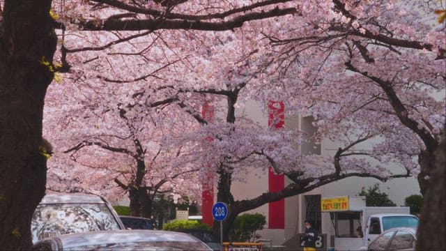 Cherry Blossoms Adorning a City Street