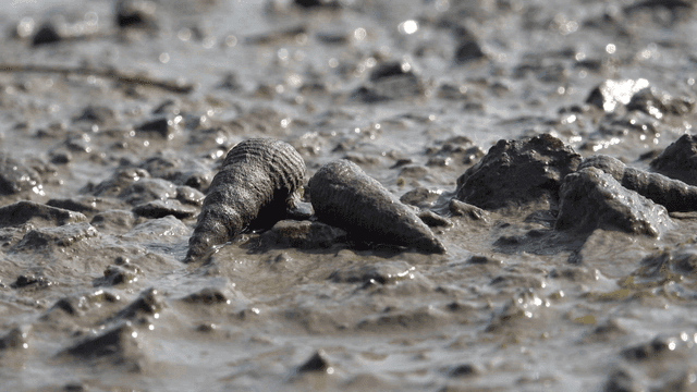 Wriggling periwinkles on mudflats