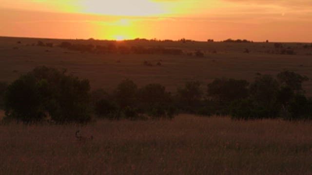 Savanna Grassland in Peaceful Twilight
