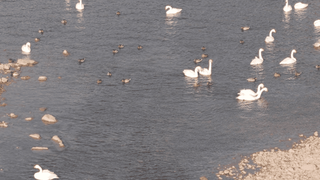 Swans and ducks swimming in a river