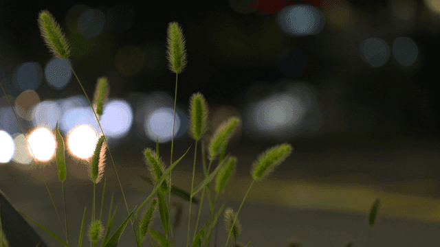 야간 도로 불빛이 비치는 밤의 강아지풀