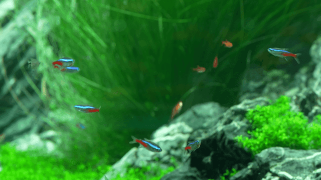 Colorful school of fish swimming in lush aquarium