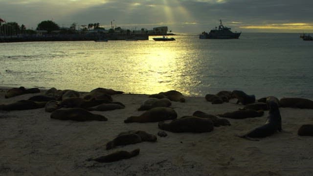 Seals resting on the beach at sunset