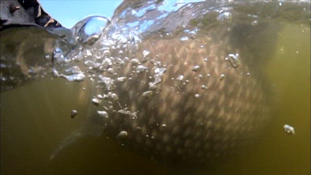 Fish caught on a fishing float near the dock