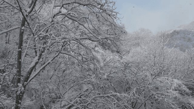 Snow-covered forest and winding road