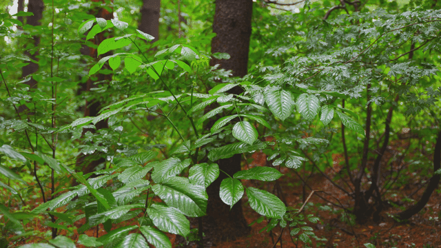 숲 속 잎 위로 떨어지는 빗방물