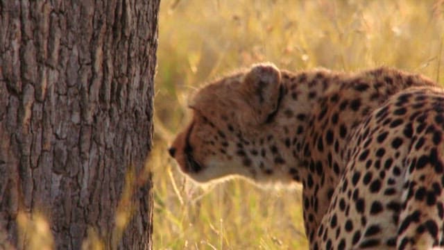 Cheetah closely inspecting a tree in the wild