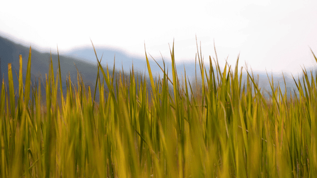 Rice gently swaying in wind