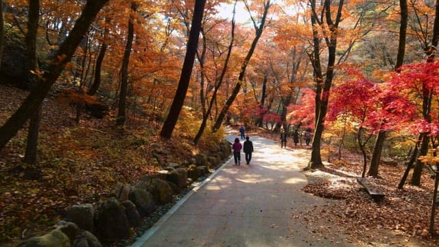 People walking along a leaf-covered forest path in autumn.