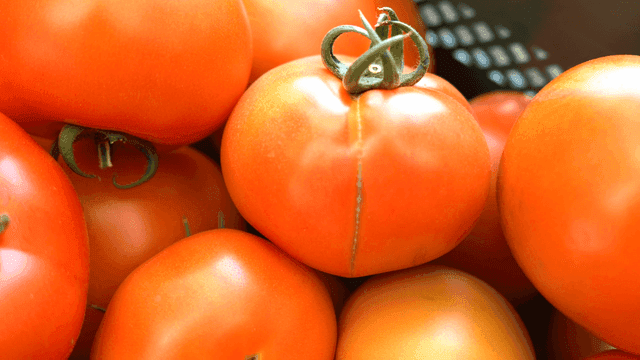 Fresh tomatoes in a basket