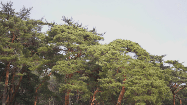 Lush green pine trees in a forest