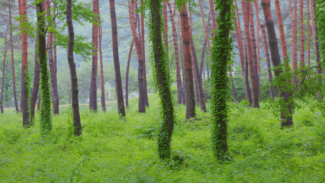 키 큰 나무가 있는 푸른 숲