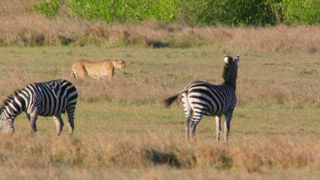 Zebras Grazing in the Wild with a Cheetah Approaching