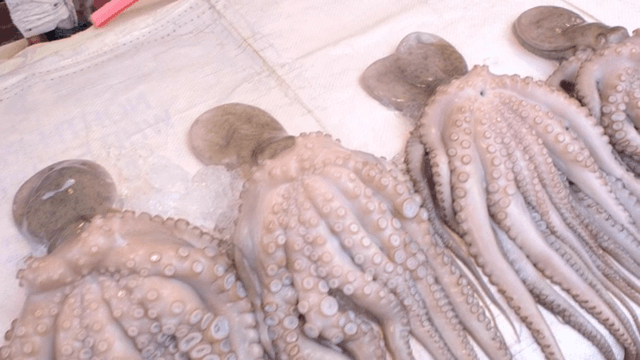 시장에 진열된 얼음 위에 놓인 신선한 문어