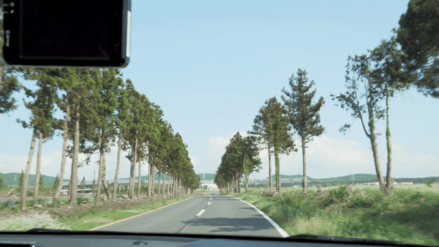 나무가 늘어선 길을 따라 운전