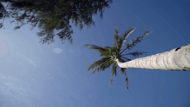 맑은 하늘을 배경으로 한 키 큰 야자수