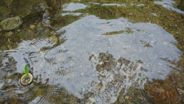 시냇물에서 떠다니는 작은 식물