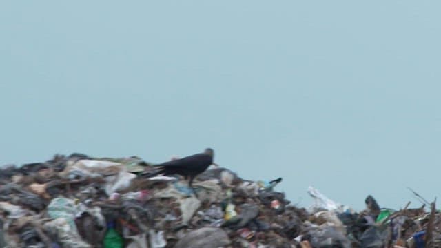 A crow scavenging for food in a garbage heap