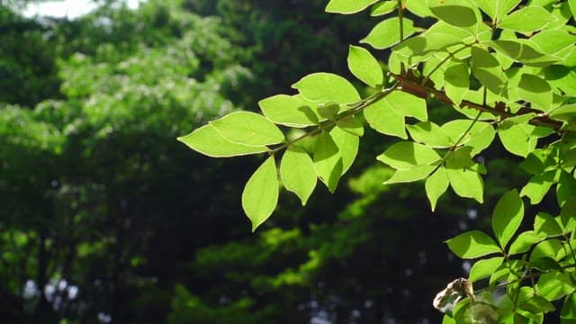 Sunlight filtering through fresh green leaves in a dense forest