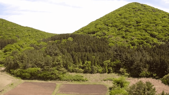 푸른 언덕과 울창한 숲