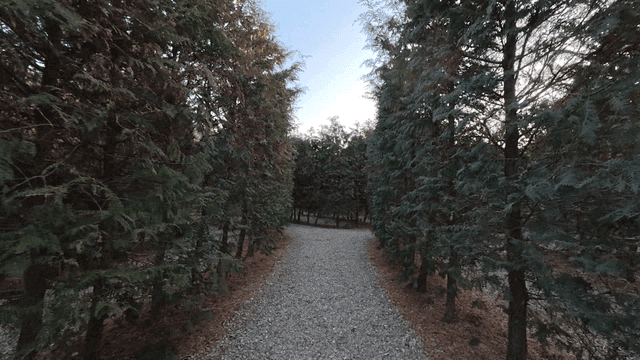 Quiet forest path lined with trees