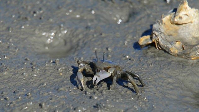서식지인 갯벌의 진흙 위에 있는 게