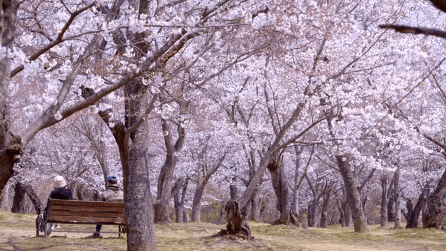 공원에서 만개한 벚꽃