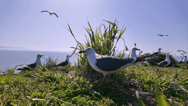 Seagulls on a grassy cliff by the sea