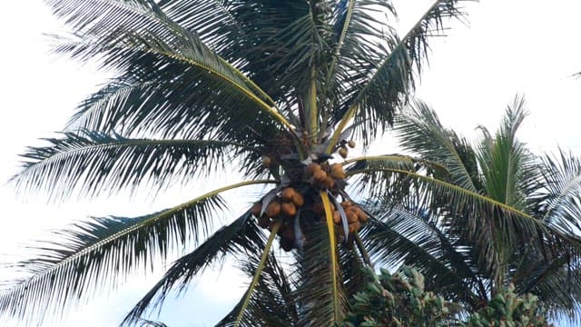 열대 바람에 흔들리는 코코넛 나무