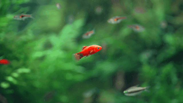 Colorful fish swimming in a lush aquarium